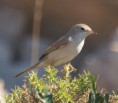 /album/photo-gallery-photogallery/specktacled-warbler-2-subbeticus-national-park-jpg/